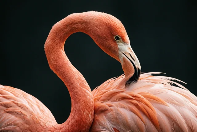 Retrato de flamingo com pescoço coral escultural